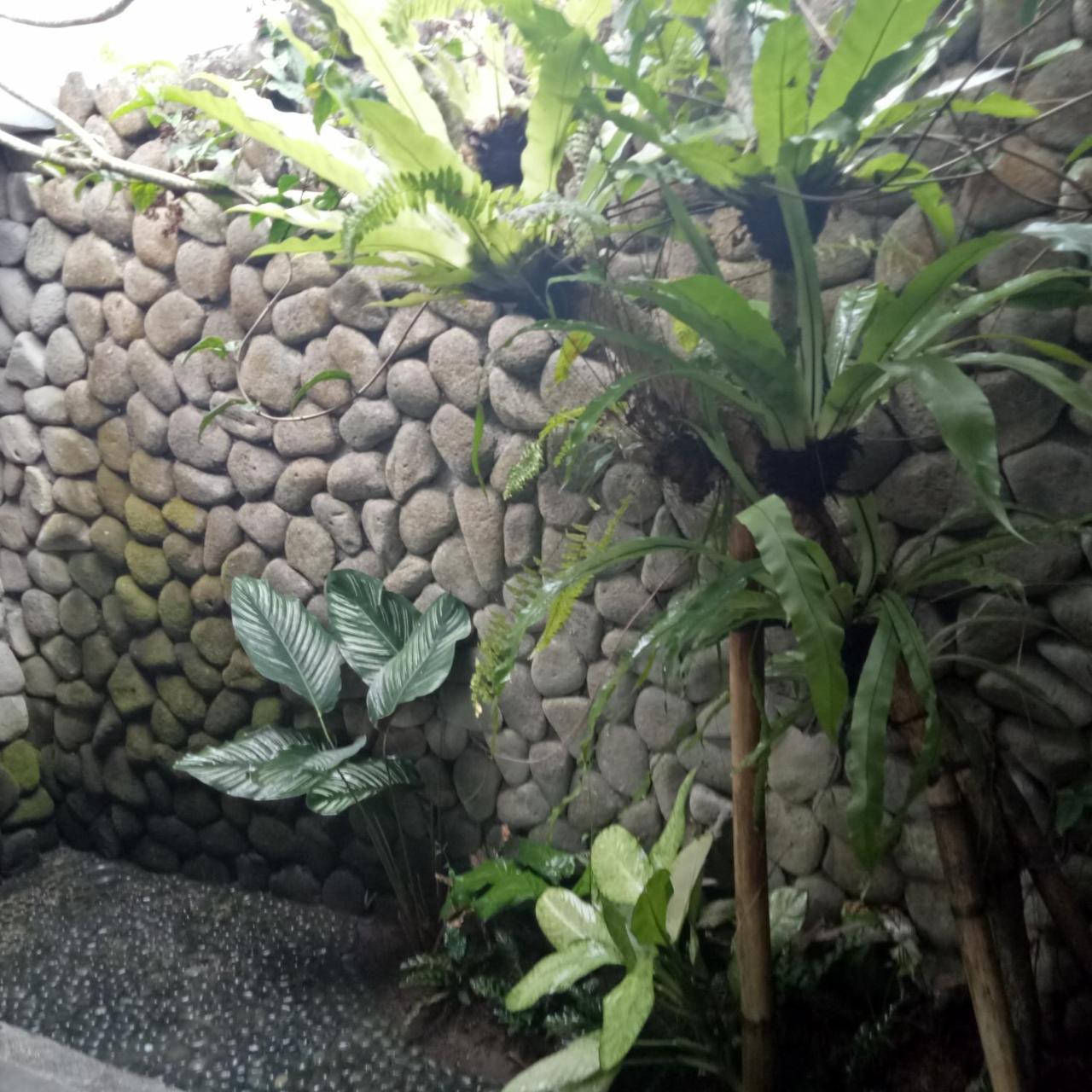 Melati Bali Homestay Canggu Exterior foto